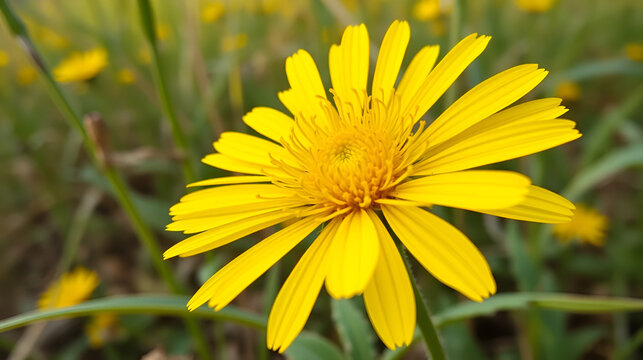Golden Crownbeard (Also called Golden Crownbeard, Copen Daisy, golden crown beard) in the nature, Golden Crownbeard Flower closeup,Beautiful yellow flower closseup in nature Chakwal, Punjab, Pakistan
