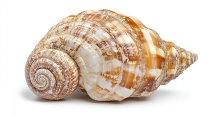 Seashell Closeup
