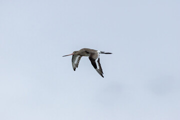 Black?tailed Godwit (Limosa limosa) in Dublin’s Bull Island – Estuarine Wader Habitat