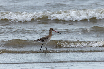 Black?tailed Godwit (Limosa limosa) in Dublin’s Bull Island – Estuarine Wader Habitat