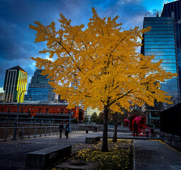 Fotografia Callejera
