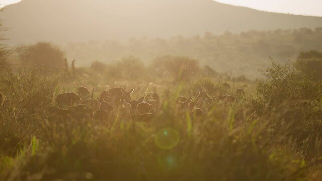 Very wide gimbal parallax of female herd of Impalas (Aepyceros melampus) and one territorial male feeding in grassland in sunrise in Kenya