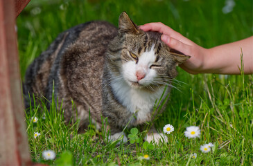 A child strokes the forehead of a small cat lying in the grass