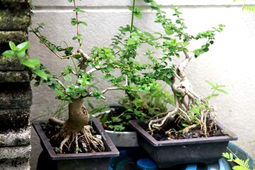 Bonsai is a tree that takes a long time to grow to the desired size