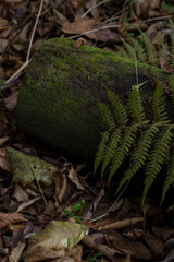 Green stone and green fern among yellow leaves