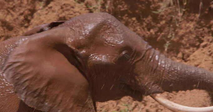 Close-up of an African Bush Elephants (Loxodonta africana) wallowing in a waterhole in savannah in the afternoon in Kenya 