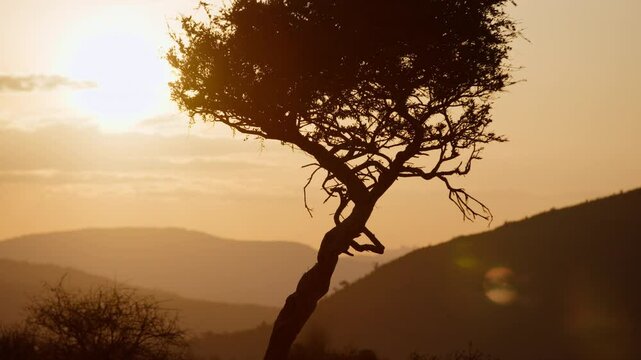 Close-up gimbal parallax right to left of tree in a savannah area with hills in background with golden sunrise shining through in Kenya