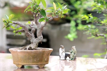 Bonsai is a tree that takes a long time to grow to the desired size