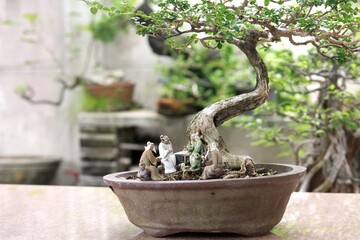 Bonsai is a tree that takes a long time to grow to the desired size