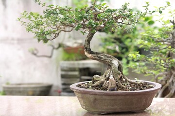Bonsai is a tree that takes a long time to grow to the desired size