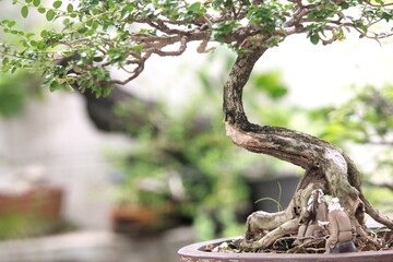 Bonsai is a tree that takes a long time to grow to the desired size