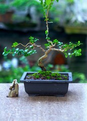 Bonsai is a tree that takes a long time to grow to the desired size