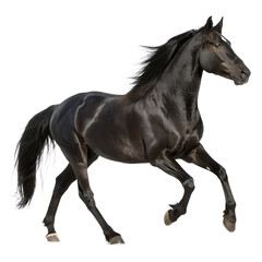 Fototapeta premium Glossy Black Stallion Running Side Profile, Hyper-Realistic Studio Shot