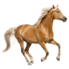 Obraz premium Glossy Light Brown Stallion Running Side Profile, Hyper-Realistic Detail