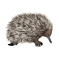 Illustration of a echidna isolated on white background 