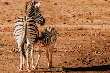 Zebras in a sunlit savanna landscape.