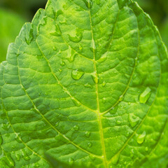 雨に濡れたアジサイの葉07