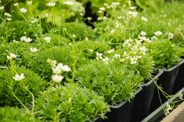 Saxifraga highlander white in pots for sale in nursery. Floriculture. Nursery-garden. Close up.