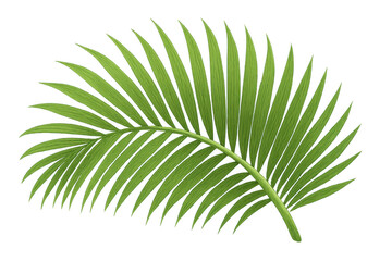 Obraz premium Realistic illustration of a single tropical green palm leaf isolated on a transparent background, evoking summer vibes