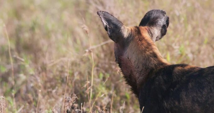 Close up of collared African wild dog (Lycaon pictus) head looking and sniffing around grassland savannah in afternoon in Kenya