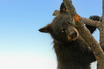 portrait of a wild bear cub in tree