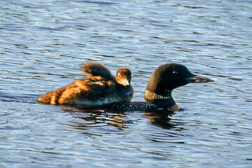 common loon mother with baby