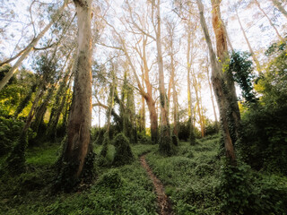 Fototapeta premium morning in the forest