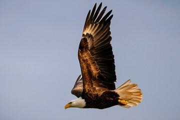 eagle in flight