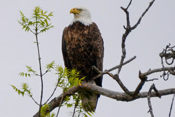 Bald Eagle perched in tree. Minnesota 