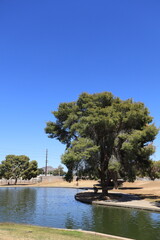 Huge pine trees and green grass along a shoreline of Cortez park lake in Phoenix, Arizona