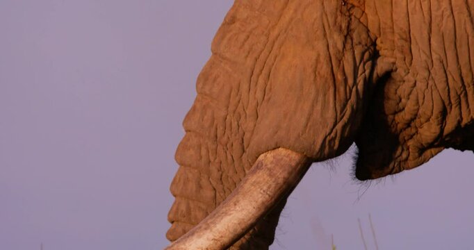 Extreme close-up of an African Bush Elephant (Loxodonta africana) trunk feeding in the grassland during noon in kenya 