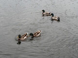 Four Mallard Ducks Swimming Together Across a Calm Urban Canal