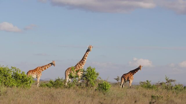 Very wide gimbal parallax of tower of Reticulated giraffe (Giraffa c. reticulata) standing watching camera in slight cloudy morning in Kenya