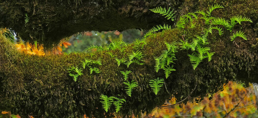 Close-up of ferns growing out of moss on the limb of this maple tree