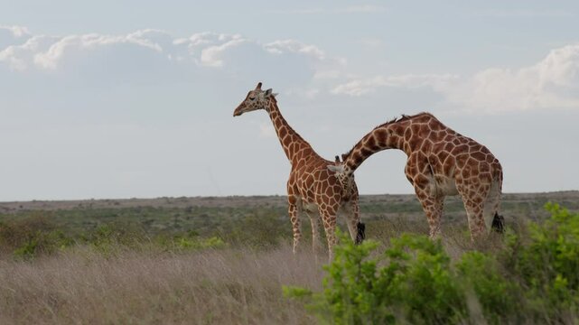 Very wide gimbal parallax of male Reticulated giraffe (Giraffa c. reticulata) sniffing oestrous female in slightly cloudy morning in Kenya