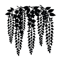 Wisteria Vine  Flower Silhouette Vector Illustration on White Background