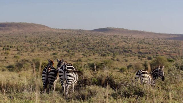 Very wide gimbal parallax of herd of Grevy zebra (Equus grevyi) grazing on slope of hill with tails wagging in morning in Kenya