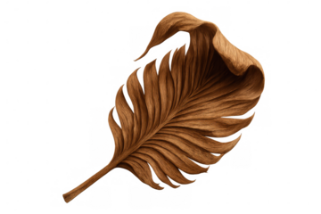 Rotating tropical brown leaf, transparent backdrop highlighting botanical detail