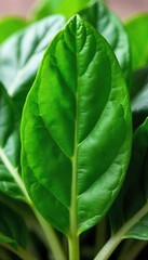 Fresh, vibrant spinach leaves, ready to be used in salads, smoothies, or as a healthy side dish Their deep green color speaks to their nutritional value , close up, growth