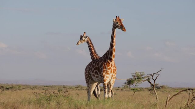 Very wide gimbal tracking of pair of Reticulated giraffe (Giraffa c. reticulata) standing wagging tail in cloudy morning in Kenya