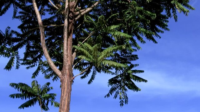 tilted view looking up a tall leafy tree towards the blue sky
