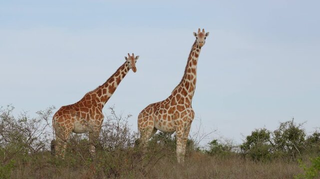 Very wide gimbal parallax of pair of Reticulated giraffe (Giraffa c. reticulata) standing watching camera in clear sky morning in Kenya