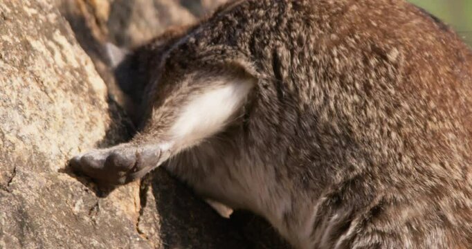 Wide of a rock hyrax (Procavia capensis) climbing a rocky terrain in morning in Kenya