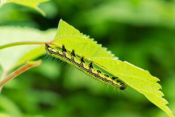 葉の裏に隠れてるフクラスズメの幼虫01