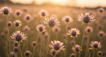 Obraz premium Golden Hour Meadow: Serene Sunset Field of Delicate Purple Flowers