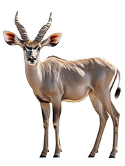 Obraz premium Kudu Antelope with long, spiraled horns in profile view