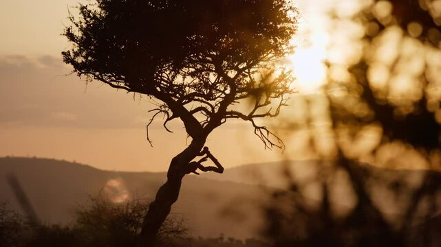Close-up gimbal reveal parallax right to left of tree in a savannah area with hills in background with sunrise shining through in Kenya