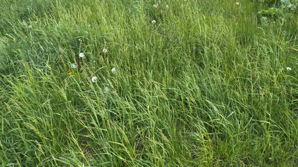 Grass on the lawn. Spring green uncut meadow grass. Close-up view of fresh grass, natural background