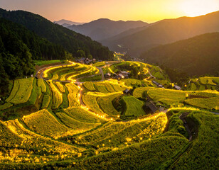 ホタルのいる田園風景