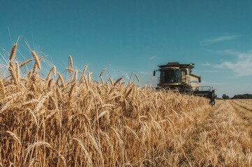 Fototapeta premium Golden wheat field with combine harvester